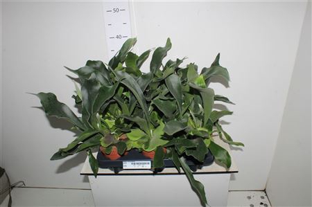 <h4>Platyc Bifurcatum</h4>