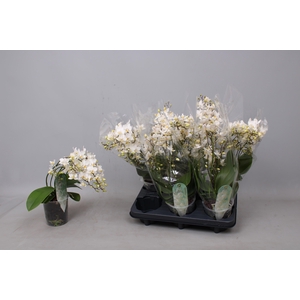 PHAL MF F SOFT CLOUD