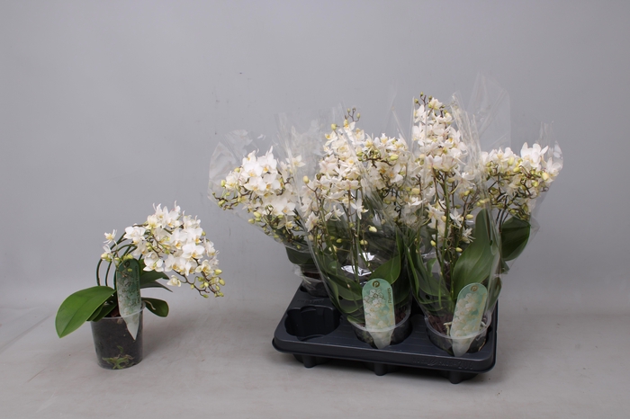 <h4>PHAL MF F SOFT CLOUD</h4>