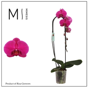 Phalaenopsis Flow Flamingo 1 spike - 12cm | Mimesis