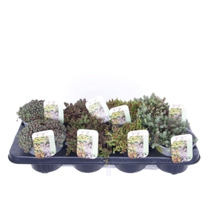 Sedum mix in tray