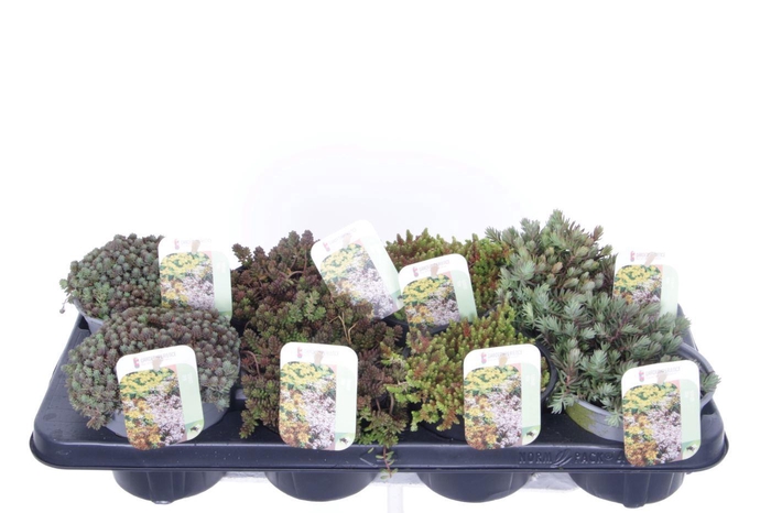<h4>Sedum mix in tray</h4>