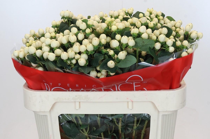 Hypericum Cool Romance Spray