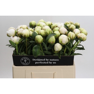 Paeonia Bowl Of Cream