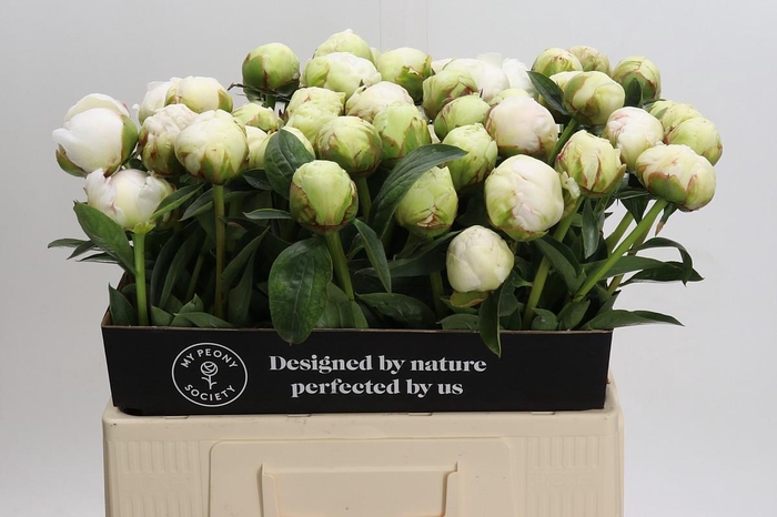 <h4>Paeonia Bowl Of Cream</h4>