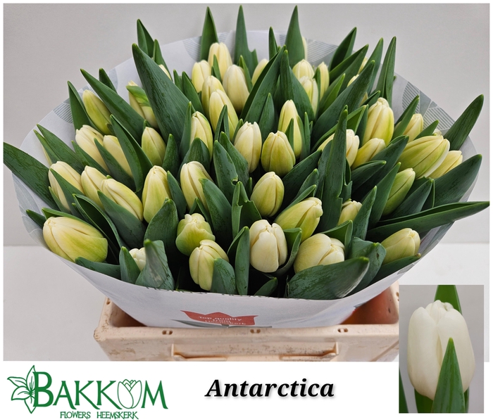 <h4>TU EN ANTARCTICA</h4>