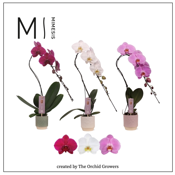 <h4>Mimesis Phal. Swan Mix - 1 spike 12cm in Luna Mix ceramic</h4>