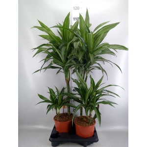 Dracaena fr de 'Ulises'