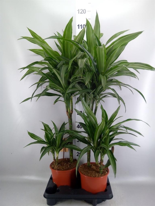 <h4>Dracaena fr de 'Ulises'</h4>