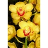 Cymbidium 12/15 Dark Pink Bl pst