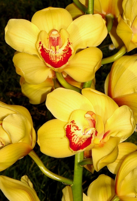 Cymbidium 12/15 Dark Pink Bl pst