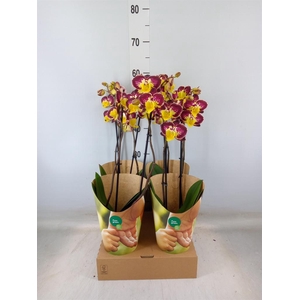 Phalaenopsis   ...yellow