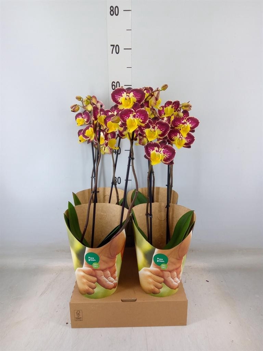 <h4>Phalaenopsis   ...yellow</h4>