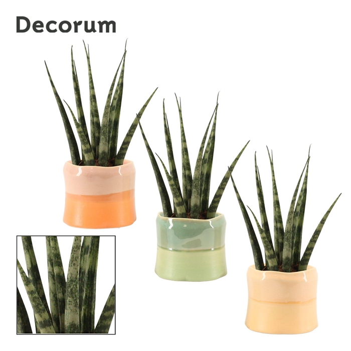 <h4>Sansevieria Fernwood 6 cm in Evita (Craft world-collection)</h4>