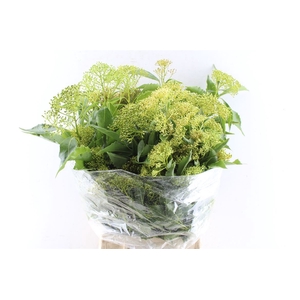 Rombifolia 200 Gram