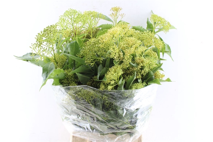 <h4>Rombifolia 200 Gram</h4>