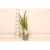 vaste planten 19 cm  Crocosmia Princess  Rood, roze