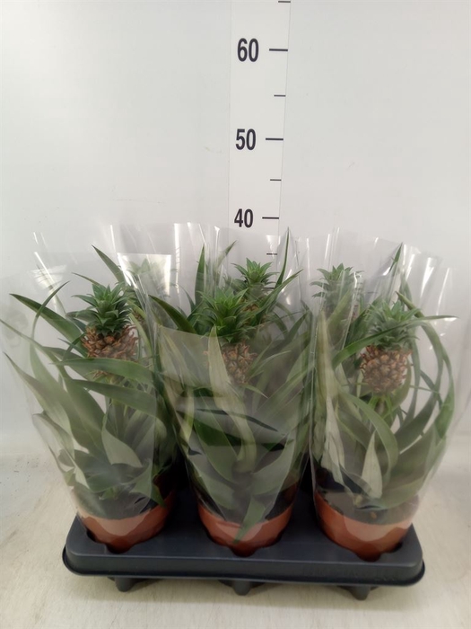 <h4>Ananas  'Mi Amigo'</h4>