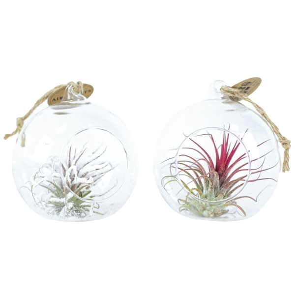 <h4>Tillandsia hangbol red/white</h4>