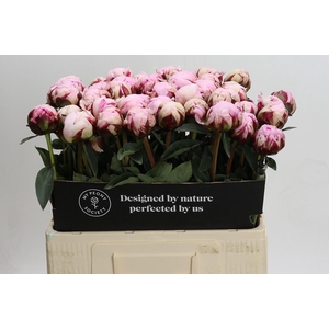 Paeonia Lact. Reine Hortense