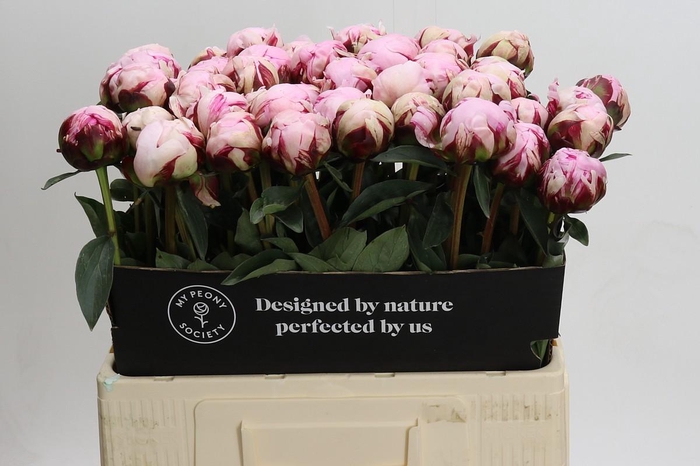 <h4>Paeonia Reine Hortense</h4>