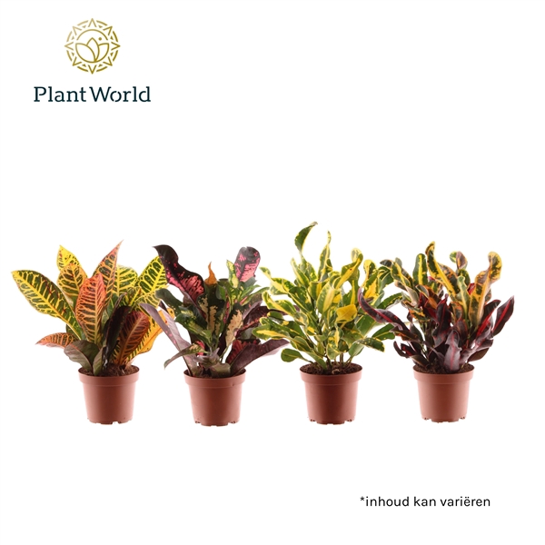 <h4>Croton Mix Kopstek</h4>