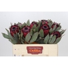 Protea Barbigera Ruby Princess Air