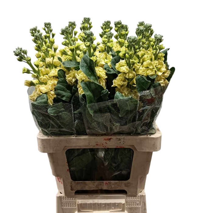 <h4>Matth iron yellow</h4>