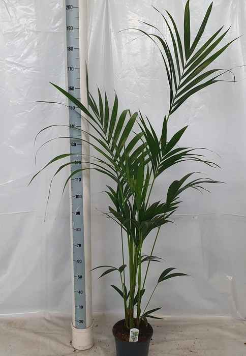 <h4>HOWEA FORSTERIANA</h4>