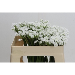 Allium neapolitanum 'Flocon'