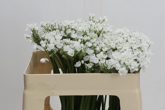 <h4>Allium neapolitanum 'Flocon'</h4>