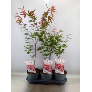 Acer palmatum 'Atropurpureum'