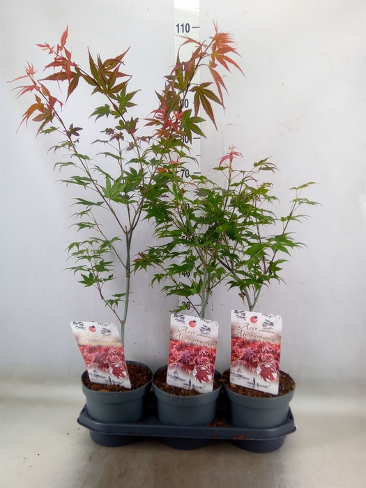 <h4>Acer palmatum 'Atropurpureum'</h4>