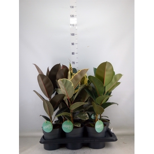 Ficus elastica   ...