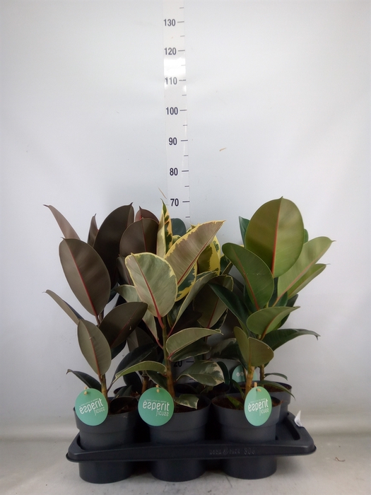 <h4>Ficus elastica   ...</h4>