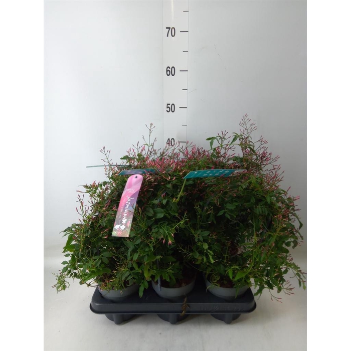 <h4>Jasminum polyanthum   ...rose</h4>