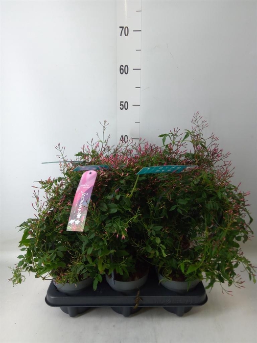 <h4>Jasminum polyanthum   ...rose</h4>