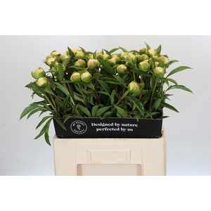 Paeonia Edens Temptation