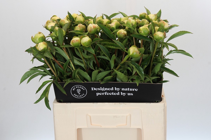 Paeonia Edens Temptation