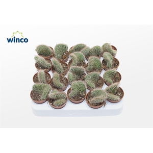 Nictocereus Cristata