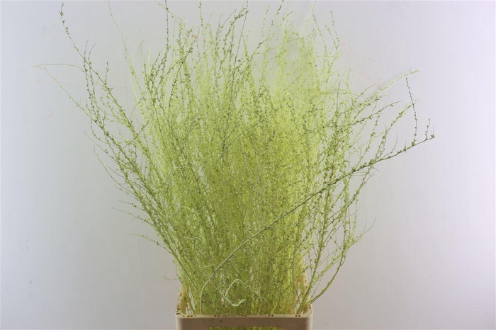 <h4>Spiraea Klbh Creme P Tak</h4>