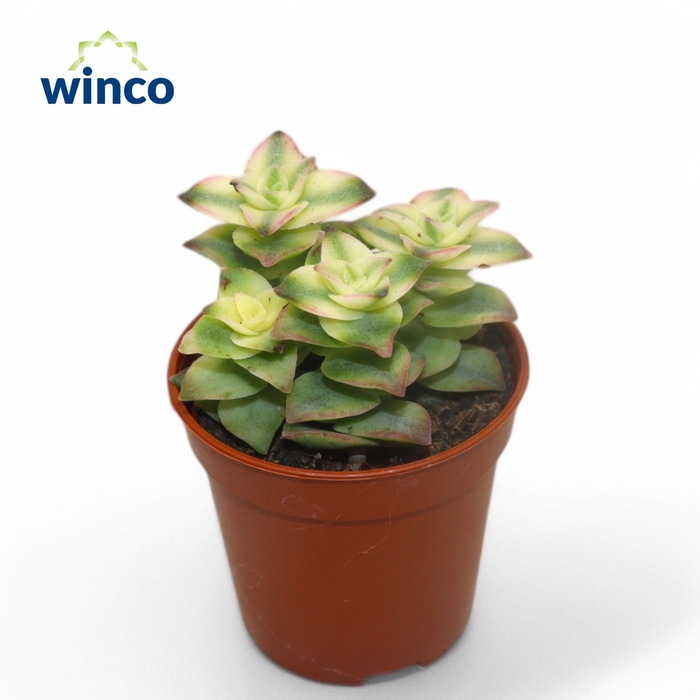 <h4>Crassula Perforata Variegata</h4>