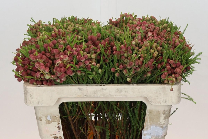 <h4>BERZ LANUGINOSA</h4>