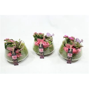 1509 ROZE UFO GLAS
