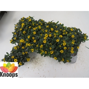 SANV PROCUMBENS