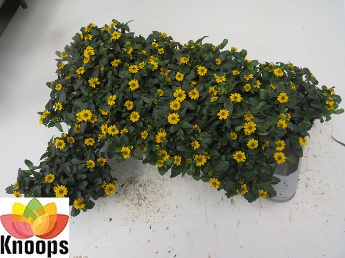 <h4>SANV PROCUMBENS</h4>