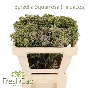 Berzelia Squarrosa (Paleacea)