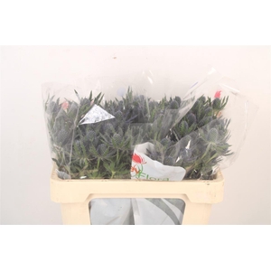 Eryngium Mag Blue Lagoon