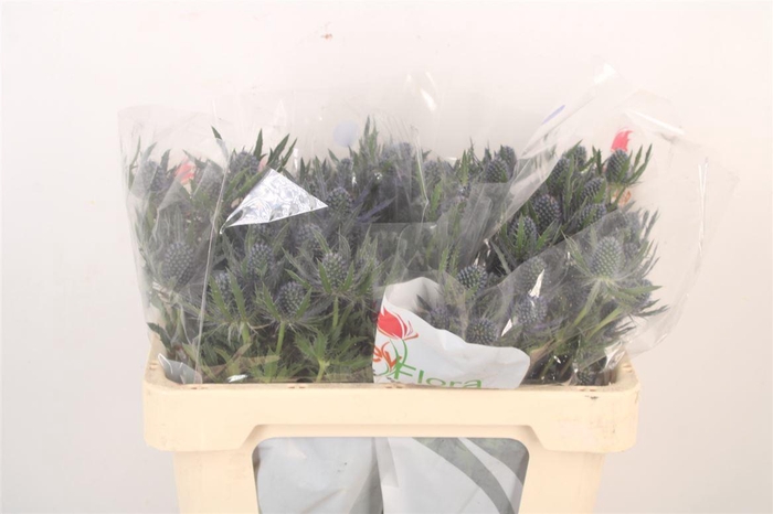 <h4>Eryngium Mag Blue Lagoon</h4>