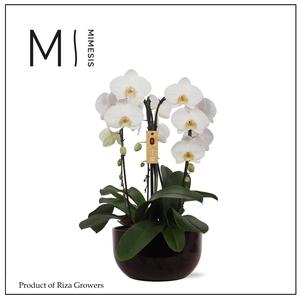 Phalaenopsis Arrangement Crown White 3 spike - 26cm in Saskia Black | Mimesis